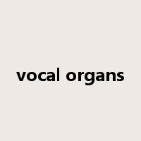 vocal organs是什么意思
