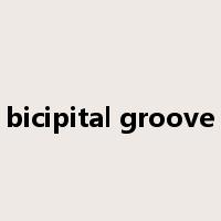 bicipital groove是什么意思