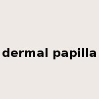 dermal papilla是什么意思