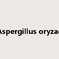 Aspergillus oryzae是什么意思