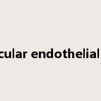 vascular endothelial cell是什么意思