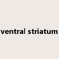 ventral striatum是什么意思