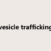 vesicle trafficking是什么意思