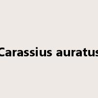 Carassius auratus是什么意思