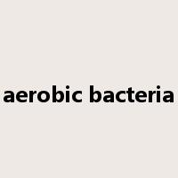 aerobic bacteria是什么意思