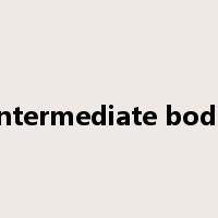 intermediate body是什么意思