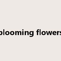 blooming flowers是什么意思