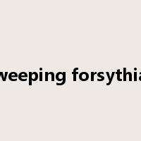 weeping forsythia是什么意思