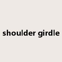 shoulder girdle是什么意思