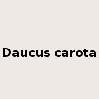 Daucus carota是什么意思