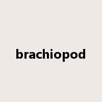 brachiopod是什么意思