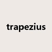 trapezius是什么意思