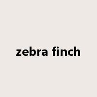 zebra finch是什么意思