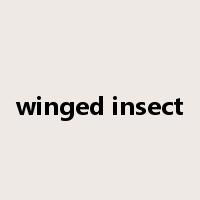 winged insect是什么意思