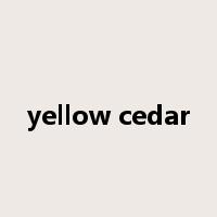 yellow cedar是什么意思