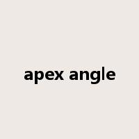 apex angle是什么意思