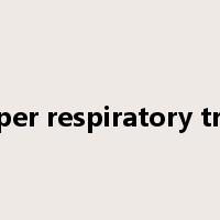 upper respiratory tract是什么意思