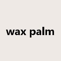 wax palm是什么意思