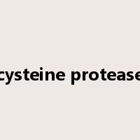 cysteine protease是什么意思