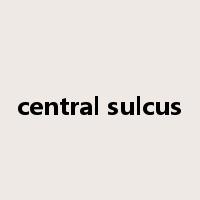 central sulcus是什么意思