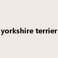 yorkshire terrier是什么意思