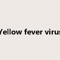 Yellow fever virus是什么意思