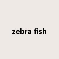 zebra fish是什么意思