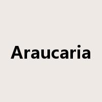 Araucaria是什么意思