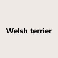 Welsh terrier是什么意思