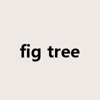 fig tree是什么意思