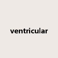 ventricular是什么意思