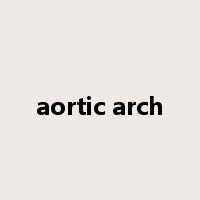 aortic arch是什么意思