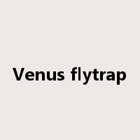 Venus flytrap是什么意思