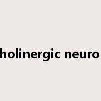 cholinergic neuron是什么意思