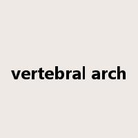 vertebral arch是什么意思