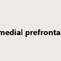 ventromedial prefrontal cortex是什么意思