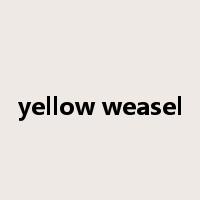 yellow weasel是什么意思