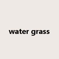 water grass是什么意思