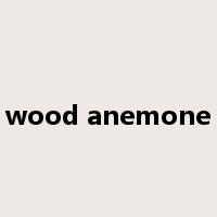 wood anemone是什么意思