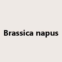 Brassica napus是什么意思