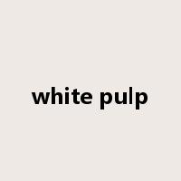 white pulp是什么意思