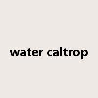 water caltrop是什么意思