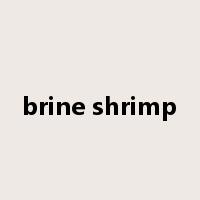brine shrimp是什么意思