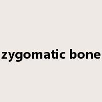 zygomatic bone是什么意思