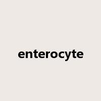 enterocyte是什么意思