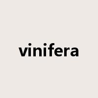 vinifera是什么意思