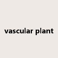 vascular plant是什么意思