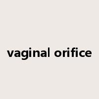 vaginal orifice是什么意思