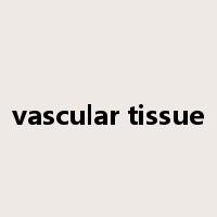 vascular tissue是什么意思