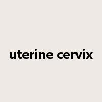 uterine cervix是什么意思